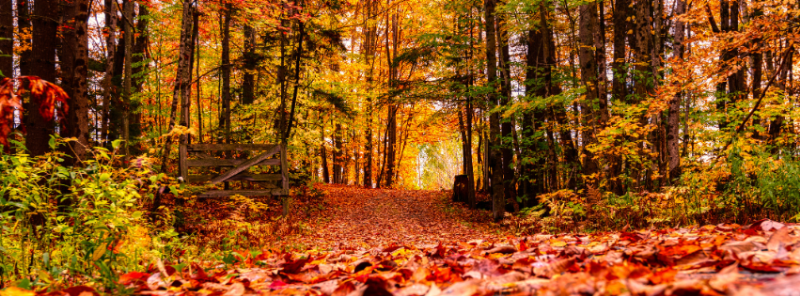 How To Celebrate The Autumn Equinox