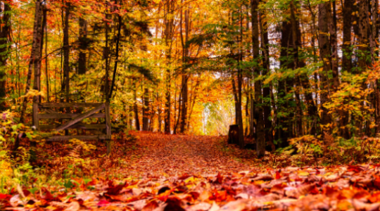 How To Celebrate The Autumn Equinox